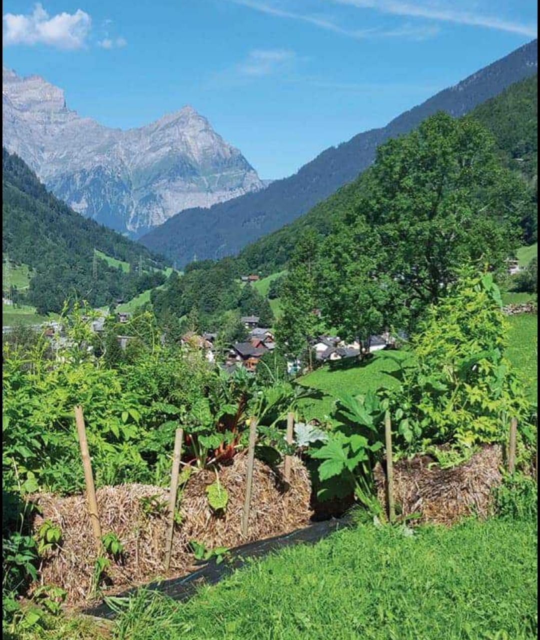 Thriving straw bale garden with abundant vegetables growing in organized rows