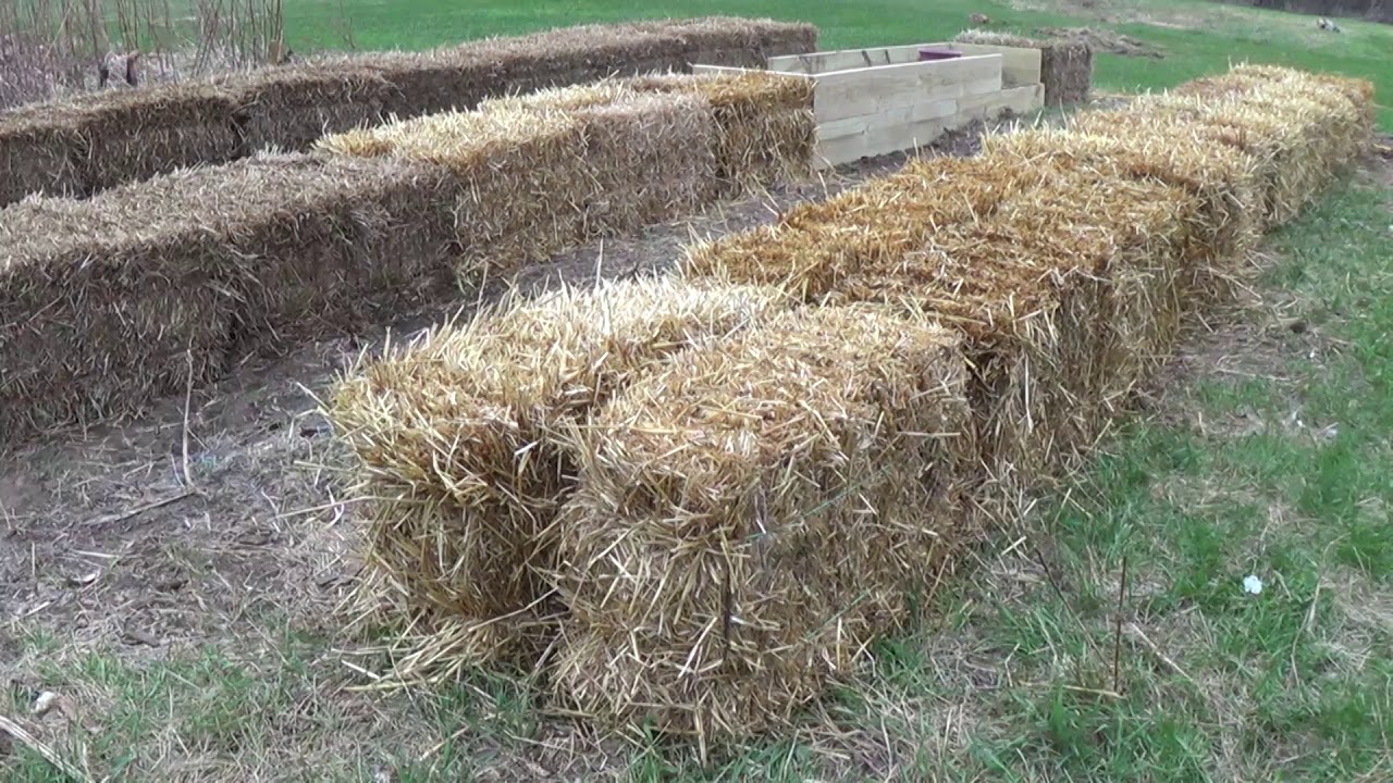 Fresh straw bales positioned and arranged in garden setting ready for conditioning