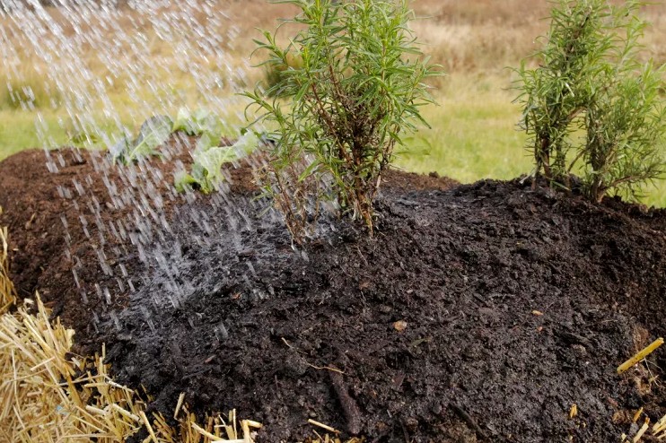 Applying liquid fertilizer to established plants growing in straw bales