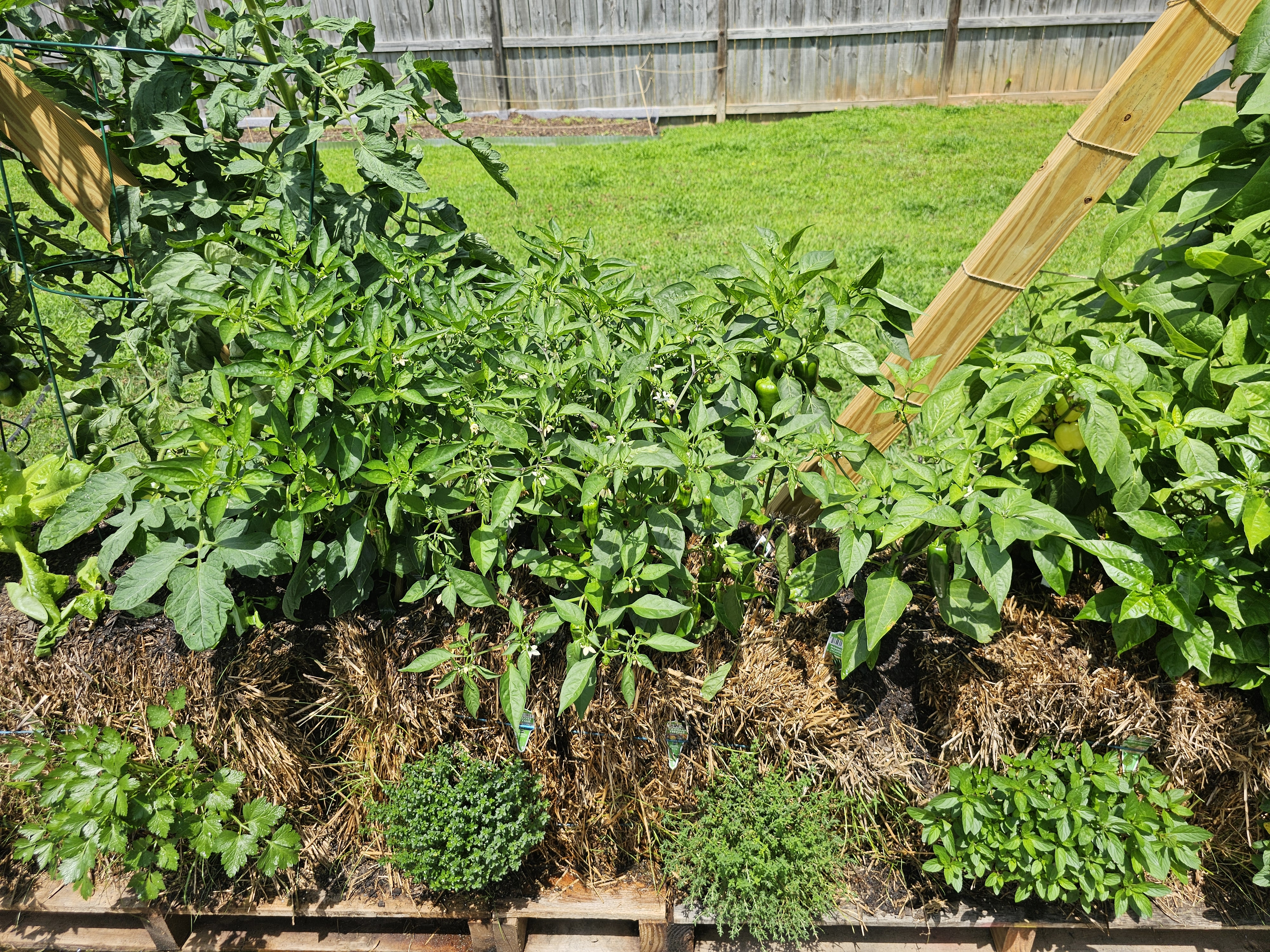 Herbs and lettuce planted in the sides of straw bales for vertical growing space