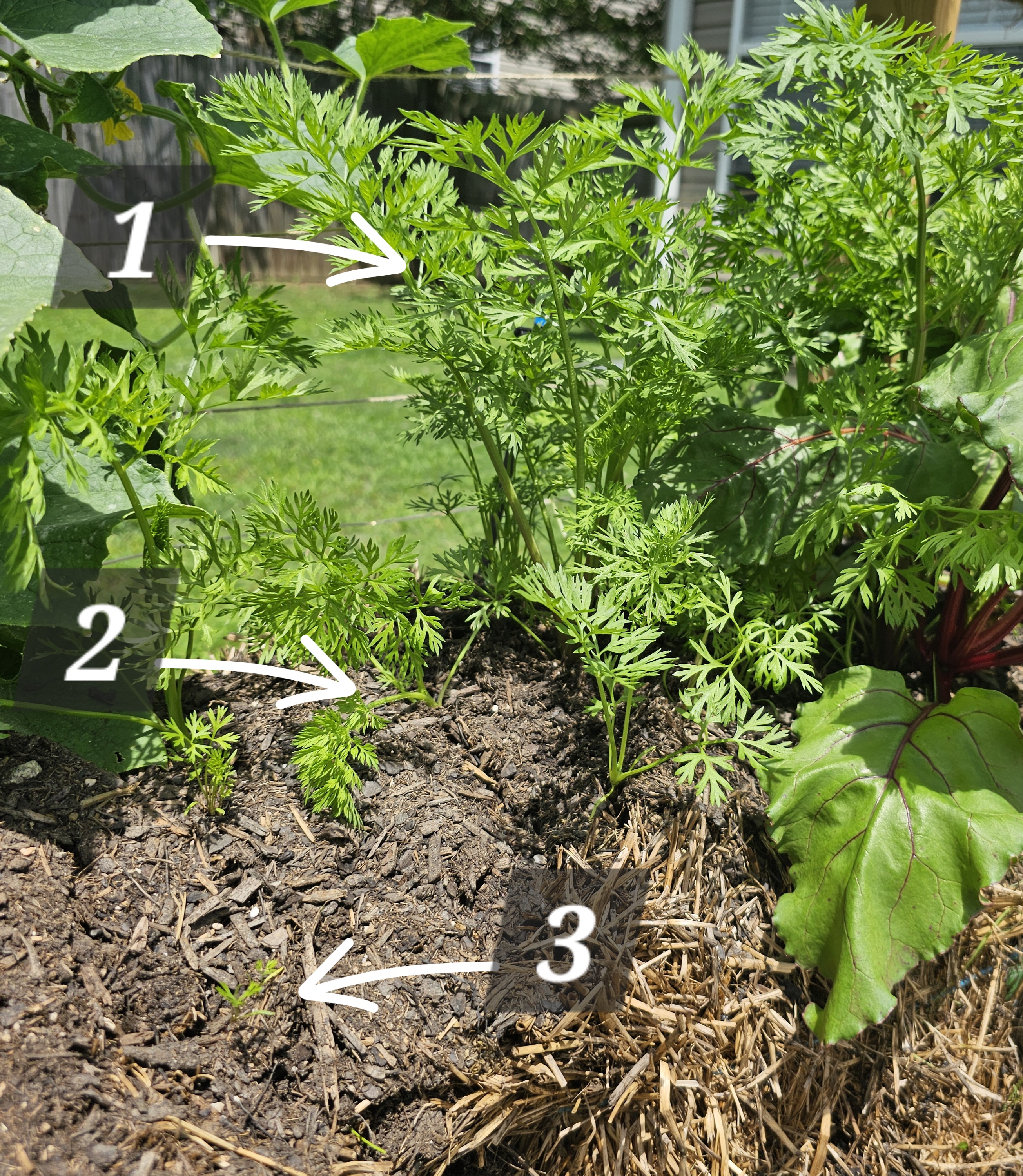 Different stages of plant growth in same bale showing succession planting technique