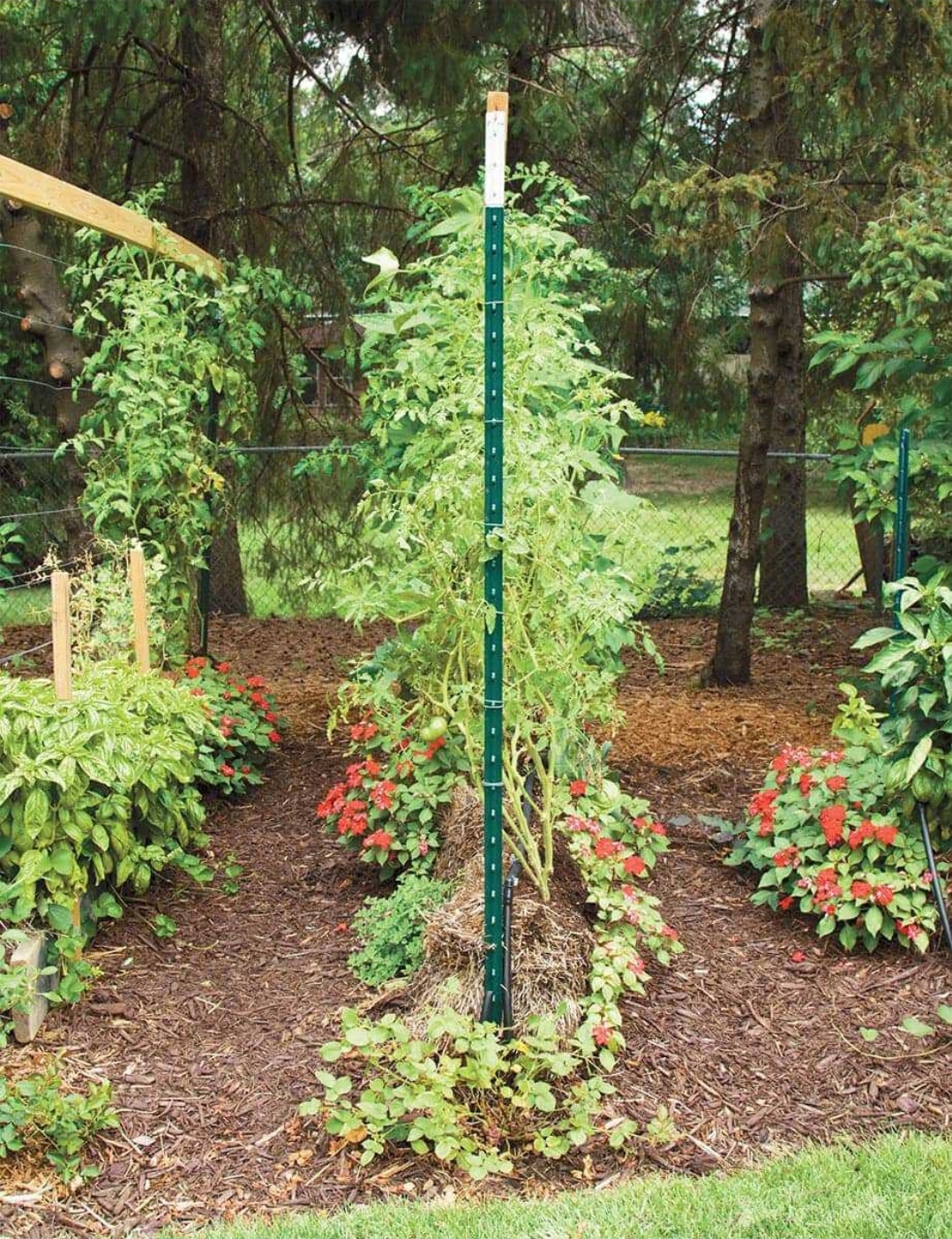 Healthy pest-free vegetables growing in elevated straw bale garden