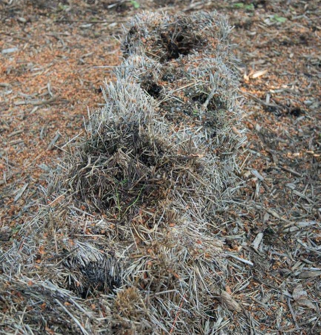 Decomposed straw bales being used as rich compost material
