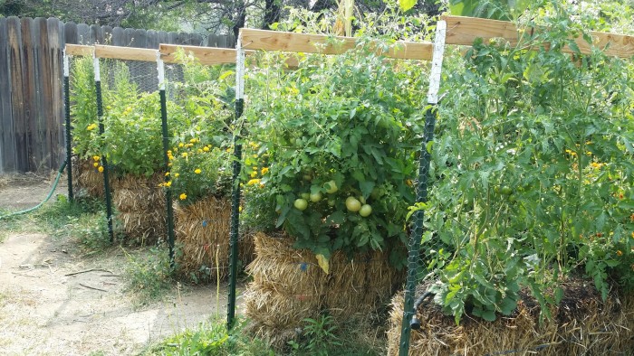 Gardener harvesting abundant vegetables from successful straw bale garden showing 40% higher yields
