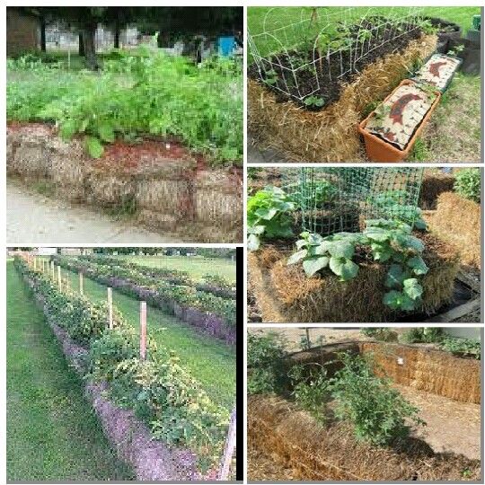 Multiple successful straw bale gardens showing community of growers