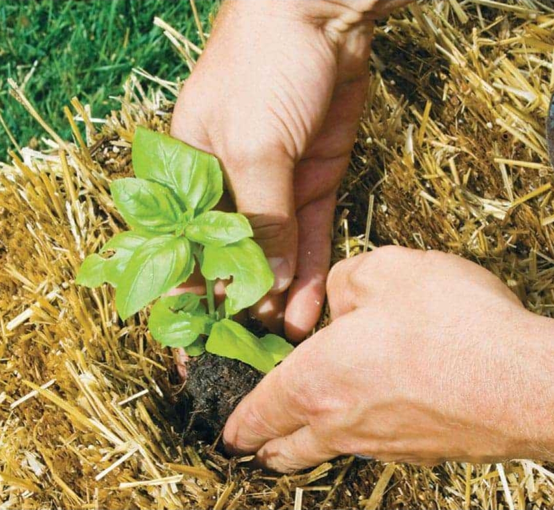 Hands planting tomato seedlings into prepared holes in conditioned straw bale