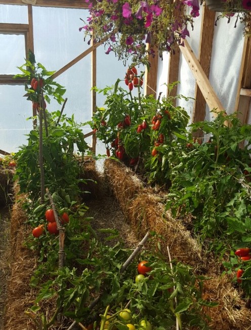 Mature straw bale garden showing incredible productivity with tomatoes, peppers and herbs thriving in perfect growing conditions