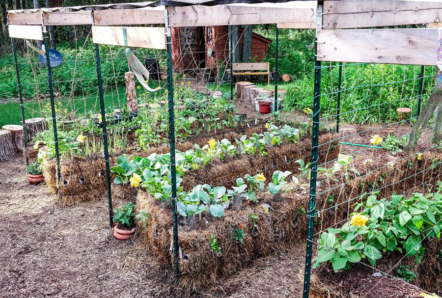 Professional T-post and wire trellis system supporting vining crops in straw bale garden