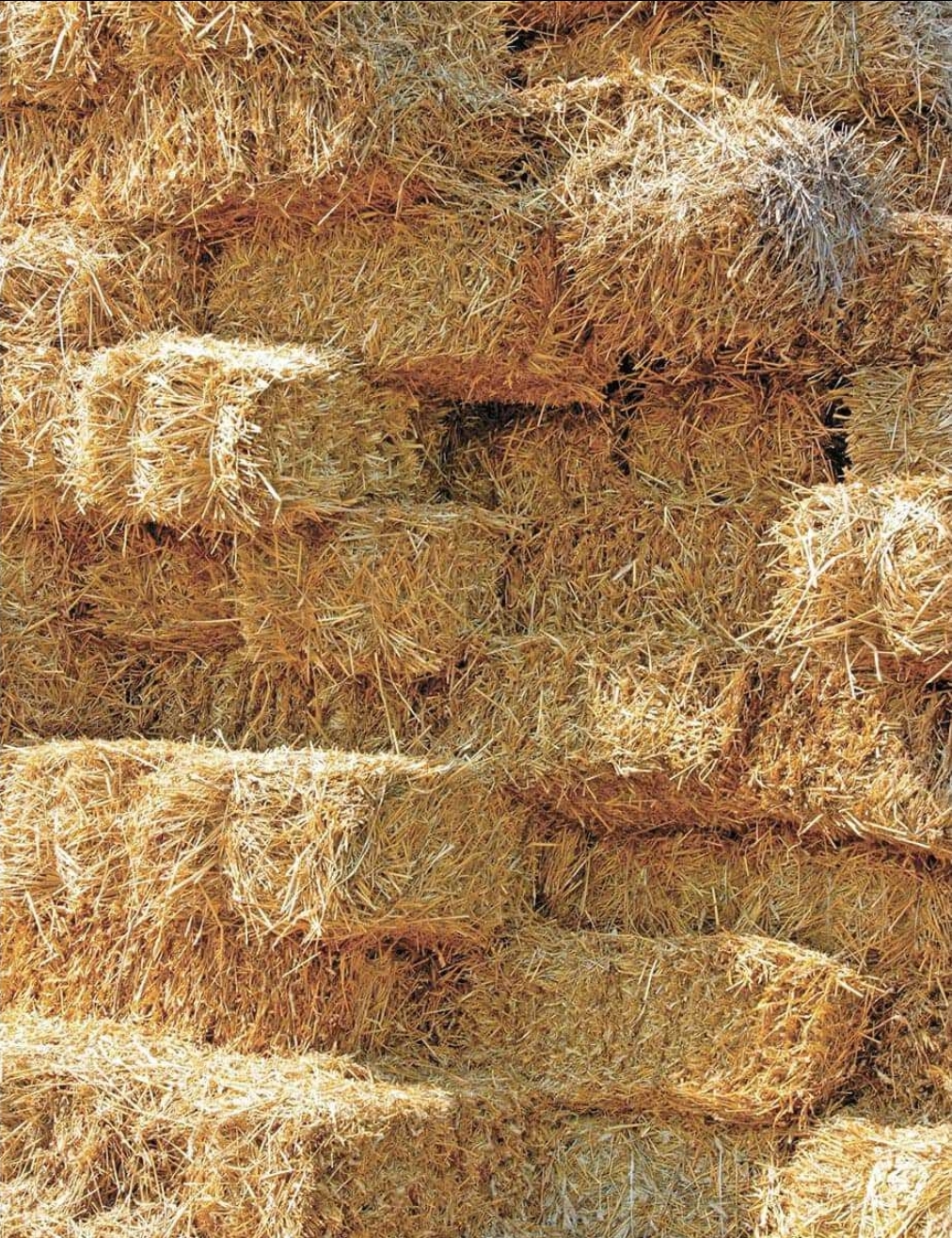 High-quality wheat straw bales showing proper golden color and tight compression